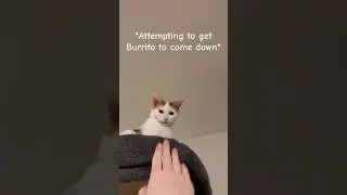Burrito Attacks Me From His Tower
