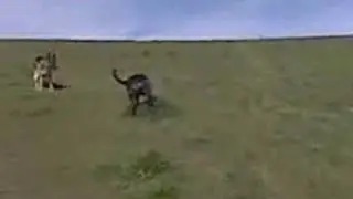 Woofwalks 44