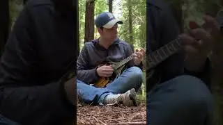 playing music in a GIANT redwood forest