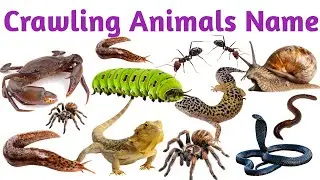 Reptile and Crawling Animals for Kids | insect names for kids | wild animals