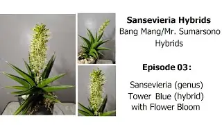 Sansevieria Tower Blue update with Flower Bloom - Bang Mang Hybrids Episode 03