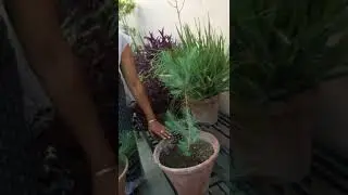 Beautiful Pine Tree plant-Care tips n propagation tricks