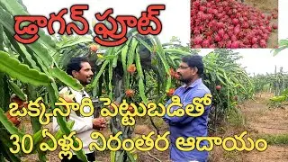 Dragon Fruit Farming in Telugu | డ్రాగన్ ఫ్రూట్ | Dragon Fruit Cultivation | Dragon Fruit Breeding
