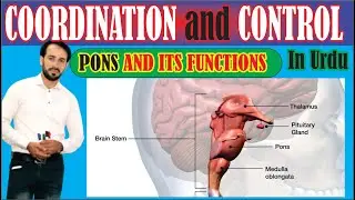 What is Central Nervous System | Parts of Human brain | PONS and its functions | up teaching academy