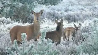 animals हिरण Deer