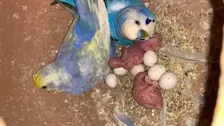 Breeding Progress of my own Home || RAINBOW BUDGIES AVAILABLE 03472433231 WhatsApp Jamni top ka hai
