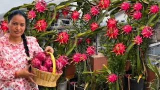 How To Grow Dragon Fruit On Home Terrace || Dragon Fruit Harvesting || Some Tips To Grow