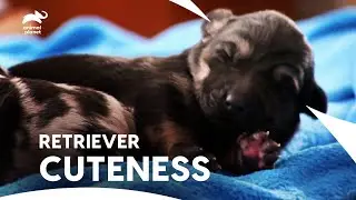 Retriever Mix Puppies: Adorable Antics and Heartwarming Moments | Too Cute | Animal Planet