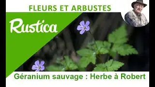 Le g&eacute;ranium sauvage herbe &agrave; Robert : bienfaits et utilisation au jardin