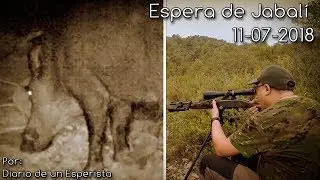 Espera de Jabalí 11-07-2018. Por fin conozco al intermintente!