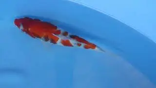 Showa Bloodline GTR, Omosako Koi Farm 23 cm