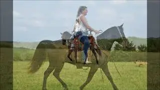 2023 Wyoming All Breed Gaited Horse Sale - Long Horse Farms