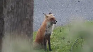 A Fox Barking at dogs