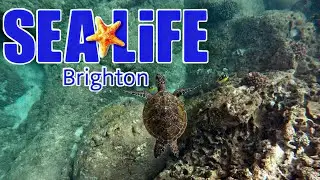 Exploring Brighton Sea Life | Worlds Oldest Aquarium | Complete Walkthrough | Vlog | London