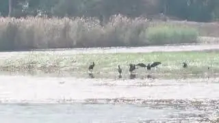 鸕鷀 20251223 Cormorant (This Old Man)