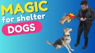 Magic for Shelter Dogs || Watch adorable dogs react to magic at St. Huberts Animal Welfare Center
