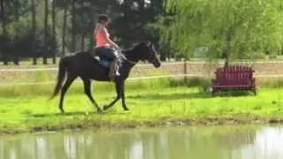 All around pleasure horse for sale. 