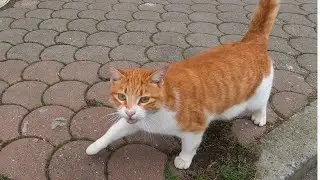 Smart orange cat listens to what I say and does it