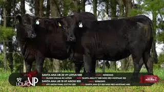 LOTE 38: TAT. UB20 E UB19 - 18&deg; Leil&atilde;o VP - 16/09/2025