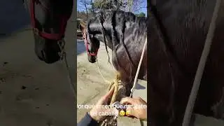 If your horse doesn't like getting in the halter, pull him along. #horses #horse #foals #fypage