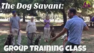 Los Angeles Dog Training & Socialization Group