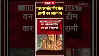 Elephant Attack In Jashpur: जशपुर में हाथी का आतंक, दहशत का माहौल! #shorts #shortsnews #elephant