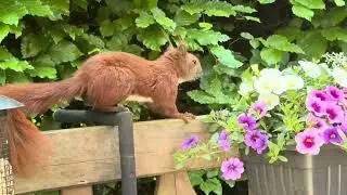 Eichh&ouml;rnchen bedient sich am Futtersilo f&uuml;r die V&ouml;gel