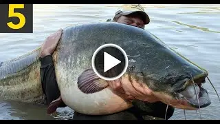 Top 5 Caught Big Fish