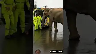 Gajah Tersengat Listrik