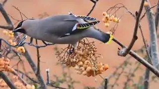 The Waxwing and its Call - Enhanced 4K