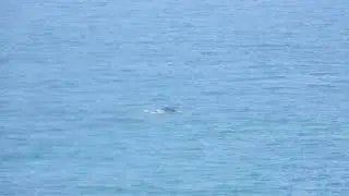Mock rescue fluorescent marine dye attracted a Humpback Whale.