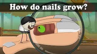 How do nails grow? | #aumsum #kids #science #education #children