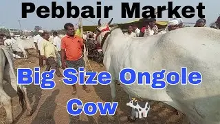 Video 25 | పెబ్బేరు మార్కెట్&zwnj;లో Big Size Top Quality ఒంగోలు ఆవులు 🐄🔥 | Ongole Cow Price Today