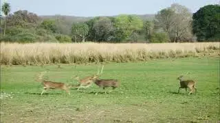 Tiger Conservation - A Landscape Approach #MissionLiFE #ProPlanetPeople