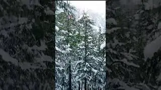 Amazing Kalam Ushu Forest In Winter | #shorts #travel #youtubeshorts