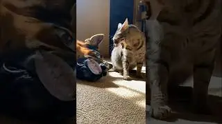 cat and dog funny videos 🤣. #funnyshorts #sustos #comedy #catshorts #dogshorts #comedyshorts