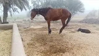 ghori apny zour py dance krny lagi #animals #anime #whatsappstatus #shorts #shortvideo