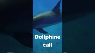Echoes of the Ocean: A Captivating Dolphins' Call Video