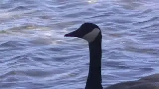 Lake Bellaire-1st goose of the season returns-mid March 2021