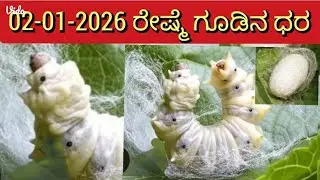 Mulberry Cocoon price As on 02.01.2026 at Karnataka Govt. Cocoon Market. #sericulture #farmer 
