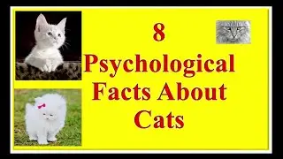 PSYCHOLOGY OF CATS/cat psychology facts/ cat psychology meaning