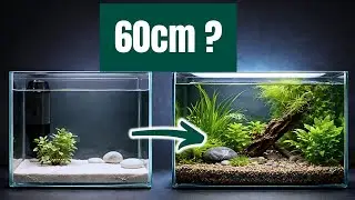 BMELH-Gutachten & Kampffischhaltung &ndash; Pflicht, Empfehlung oder Irrtum?