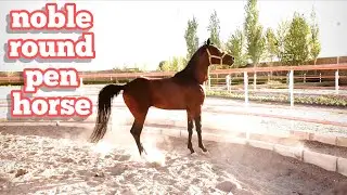 Round pen horse 2022 | how to build a round pen for horse training | round pen horse judging