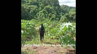 come with me to a castor bean farm in Manchester