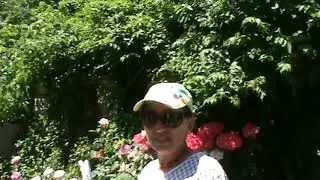 Мои розы цветущие всё лето !