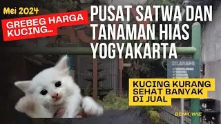 Grebeg Harga Kucing di Pusat Satwa dan Tanaman Hias ( Pasty ) Yogyakarta || Mei 2024