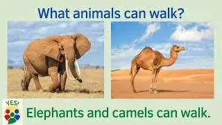 What can animals do? Swim, run, fly, walk, hop/jump, crawl, climb.