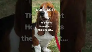 Wow! Basset Hounds have some long ears! 😱 #shorts #dogfacts #dogshorts #bassethound #dogs