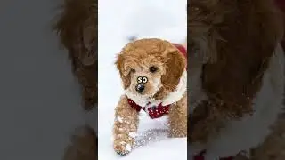 Max the Goldendoodle A Lesson in Patience 🐾#shortsvideo