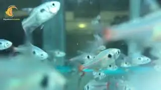 3.5cm Yellow Phantom Tetra